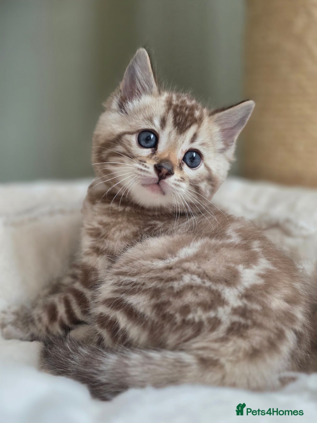 Bengal cats for sale: ❄️ Gorgeous Snow and Charcoal Bengals ❄️  - Advert 20