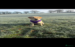 Labrador Retriever dogs for sale: Stunning litter of 8 Labrador puppies - Image 1