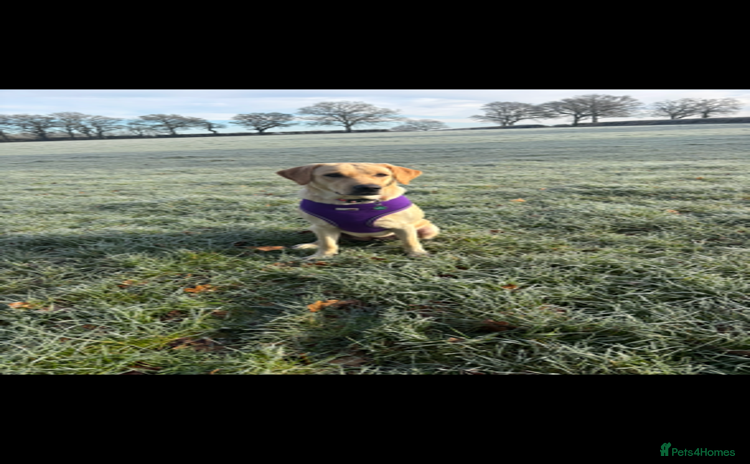 Labrador Retriever dogs - Advert 1