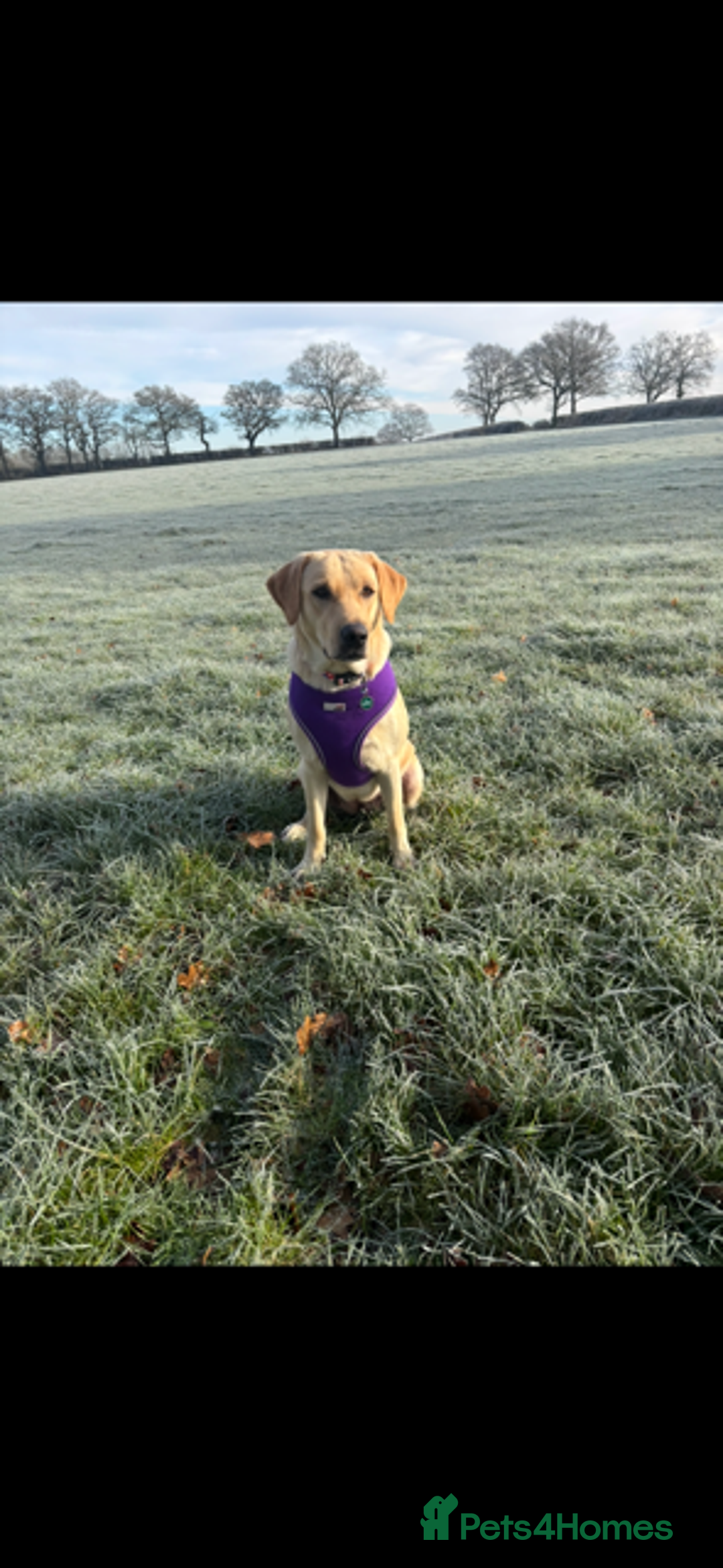 Labrador Retriever dogs for sale: Stunning litter of 8 Labrador puppies - Image 1