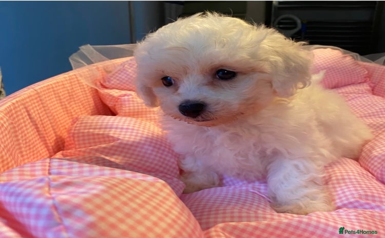 Bichon Frise dogs - Advert 3