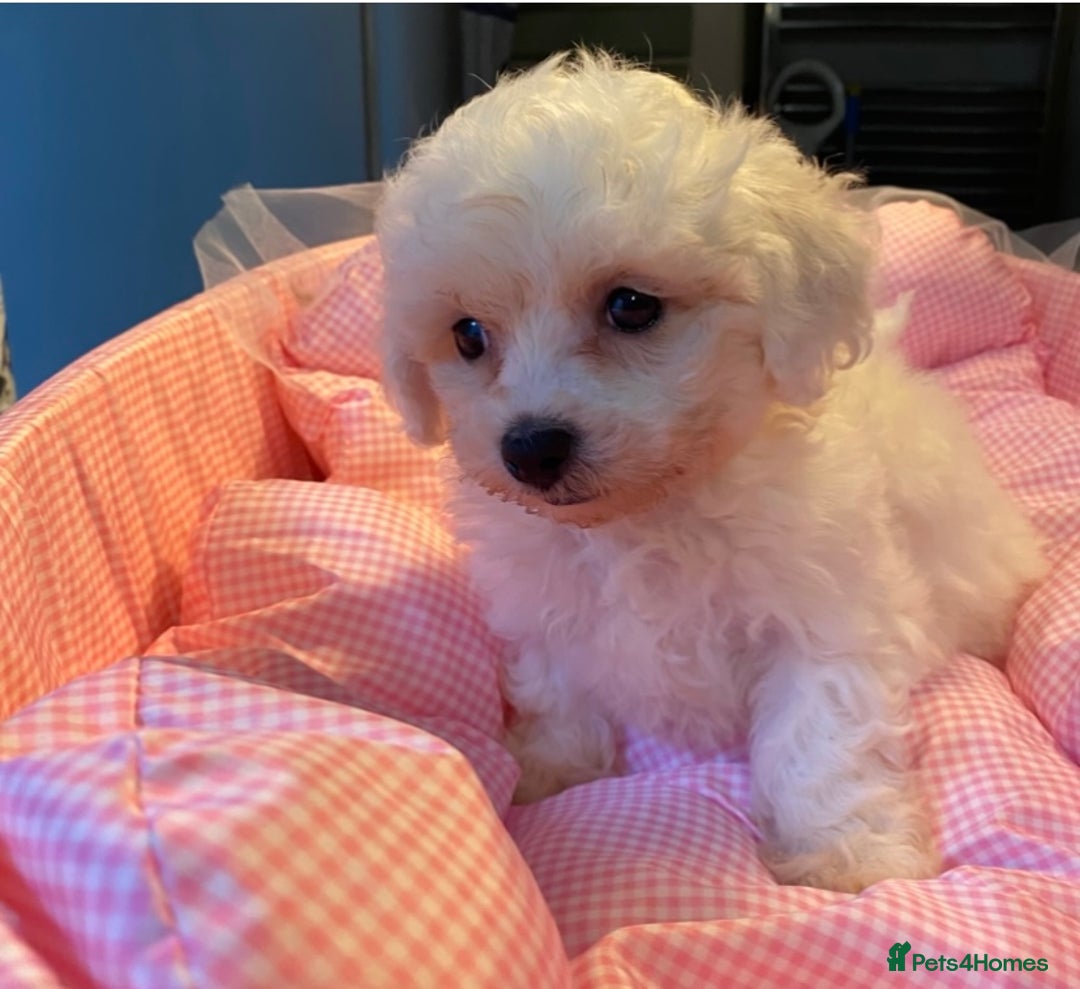 Bichon Frise dogs for sale: Beautiful kc registered bichon frise - Image 1