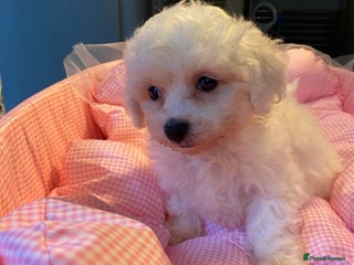 Bichon Frise dogs - Advert 3