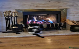 Mixed Breed cats for sale: 4 adorable kittens — 2 boys girls and 2 girls. - Image 25