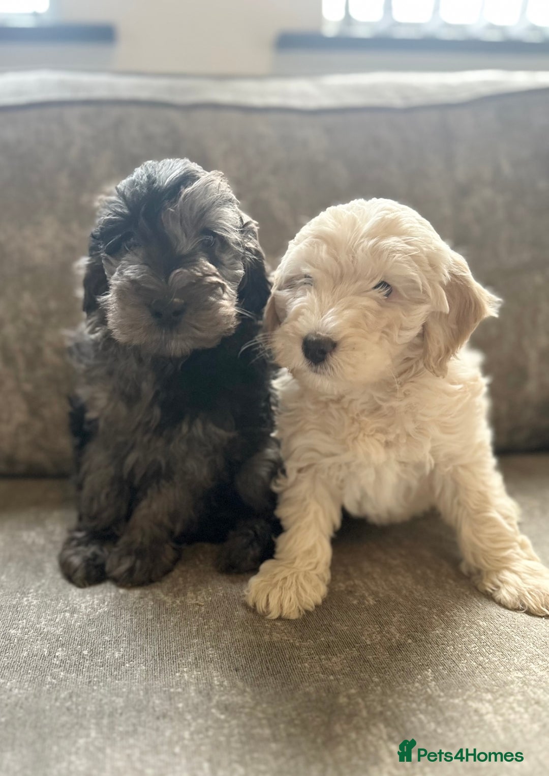 Cockapoo dogs for sale: Outstanding Cockapoos for sale  - Advert 9