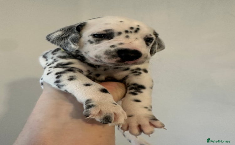 Dalmatian dogs - Advert 1