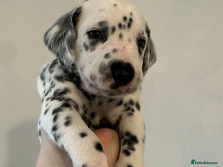 Dalmatian dogs - Advert 22