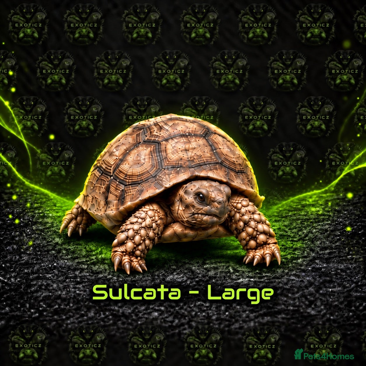 Tortoise reptiles 🐢 Tortoise Babies 🐢 - Advert 2