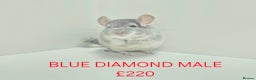 Chinchilla rodents for sale: STUNNING BABIES CHINCHILLA MIX COLOURS AND GENDER  - Advert 5