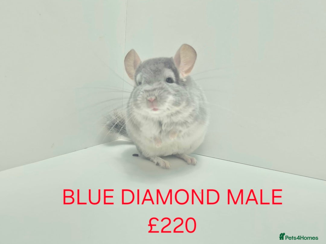 Chinchilla rodents for sale: STUNNING BABIES CHINCHILLA MIX COLOURS AND GENDER  - Advert 5
