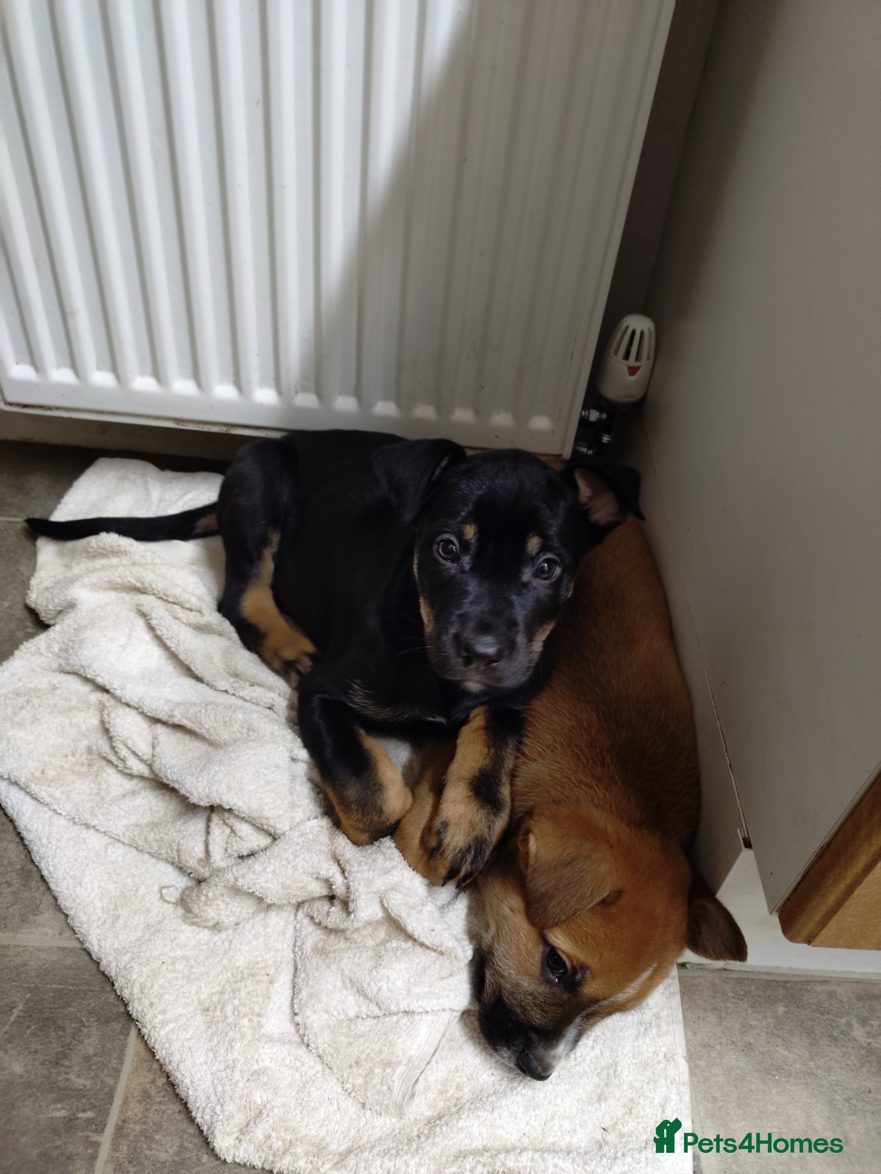 Mixed Breed dogs Huntaway X German shepherd X  - Advert 16