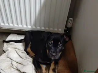 Mixed Breed dogs Huntaway X German shepherd X - Advert 16