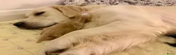 Goldendoodle dogs for sale: Mesmerising miniature golden doodle babys - Advert 17
