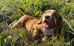 Cocker Spaniel dogs for sale: DARK RED W/COCKER SPANIEL BOY PUPPIES AVAILABLE  - Image 6