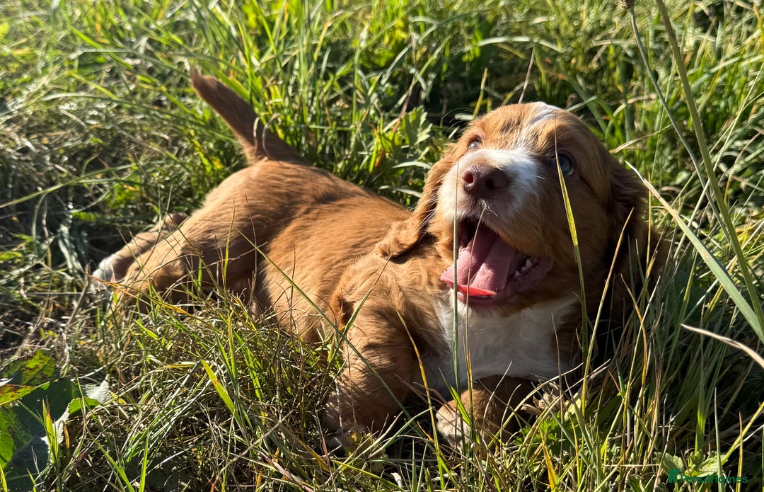 Cocker Spaniel dogs for sale: DARK RED W/COCKER SPANIEL BOY PUPPIES AVAILABLE  - Image 6