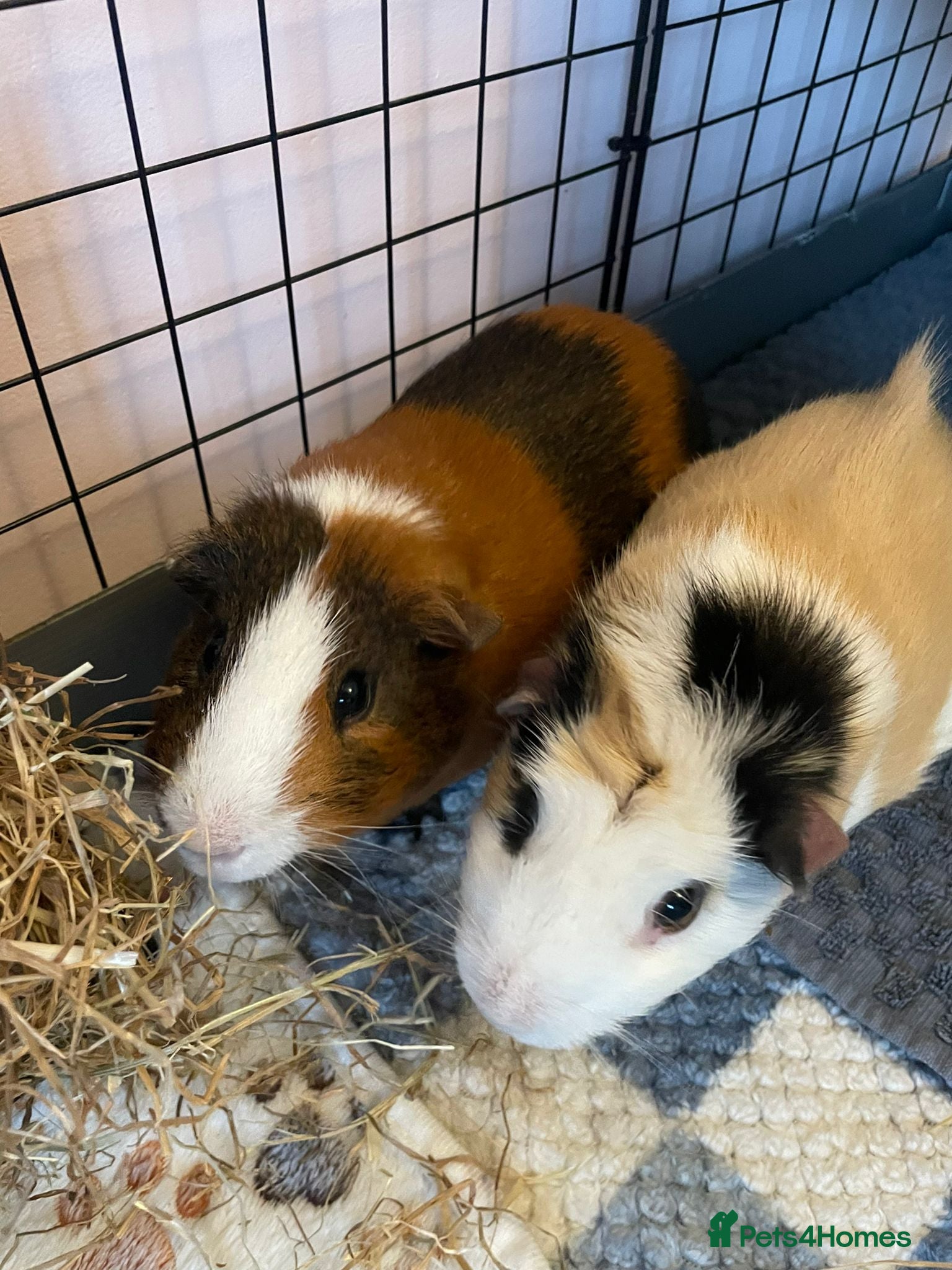 Guinea Pig rodents 2 bonded male Guinea pigs age 3 with hutch & run - Advert 1