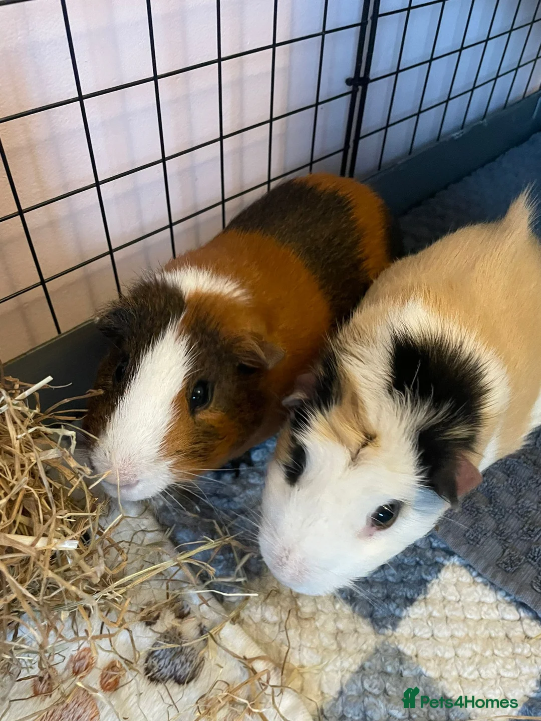 Guinea Pig rodents for sale: 2 bonded male Guinea pigs age 3 with hutch & run - Advert 1