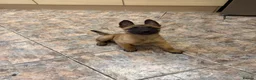Belgian Shepherd Dog dogs for sale: Solid confident pups ready to go   in Abbots Langley - Advert 7