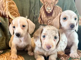 Miniature Dachshund dogs Beautiful miniature dachshunds - Advert 6