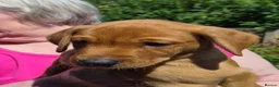 Labrador Retriever dogs for sale: Fox red labs for sale - Advert 5