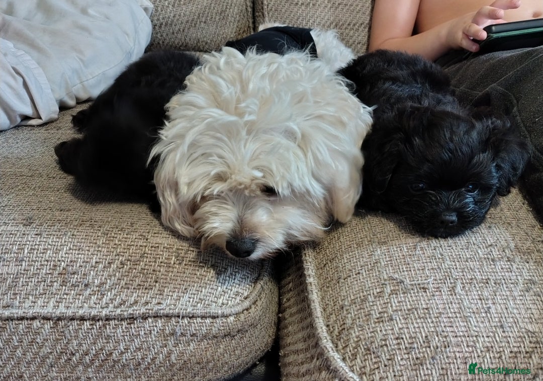 Mixed Breed dogs for sale: Beautiful male mixed breed puppy - Advert 3