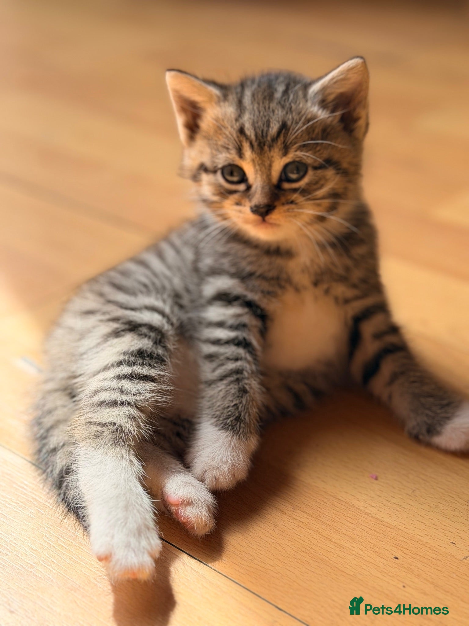Mixed Breed cats Little kitten for sale 🐈 - Advert 2