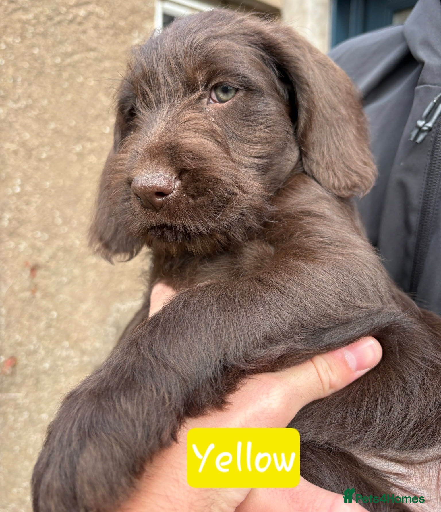 Mixed Breed dogs GWP x Labs - Advert 2