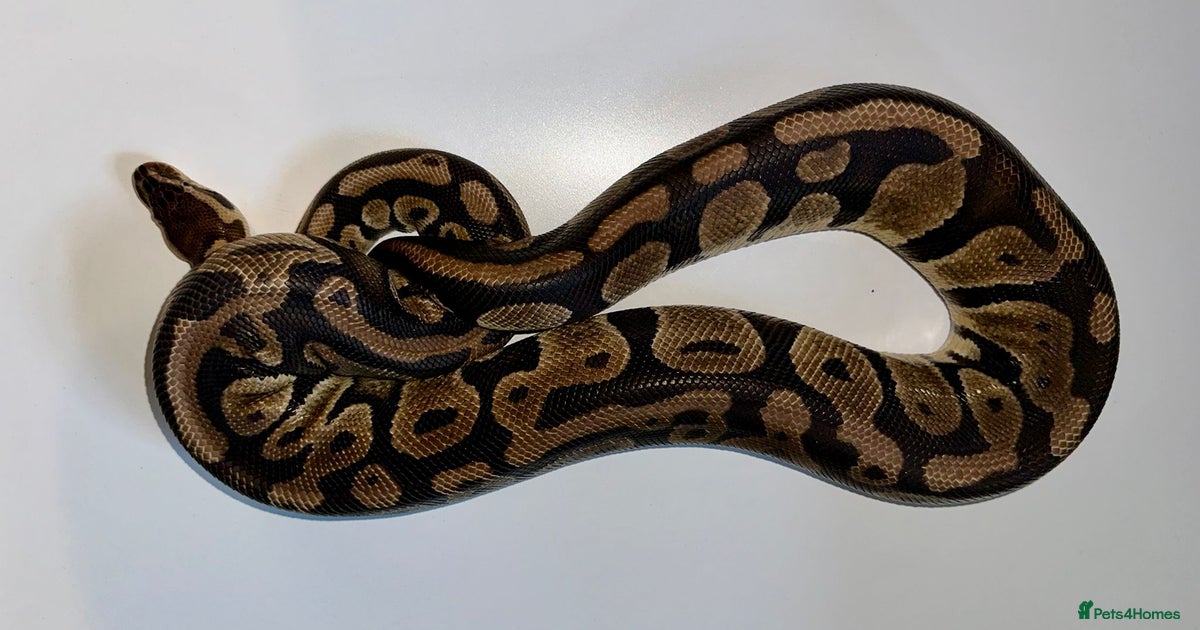 Yellow Belly Female Royal Python for sale in Coalville | Pets4Homes