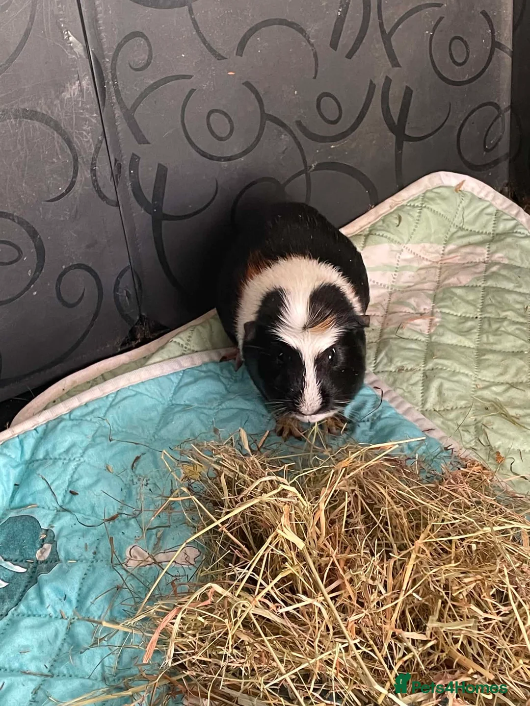 Guinea Pig rodents for sale: Male guinea pig  - Advert 1