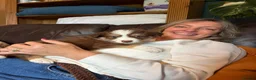 Border Collie dogs for sale: 2 male chocolate border collie puppies red Merle - Advert 10