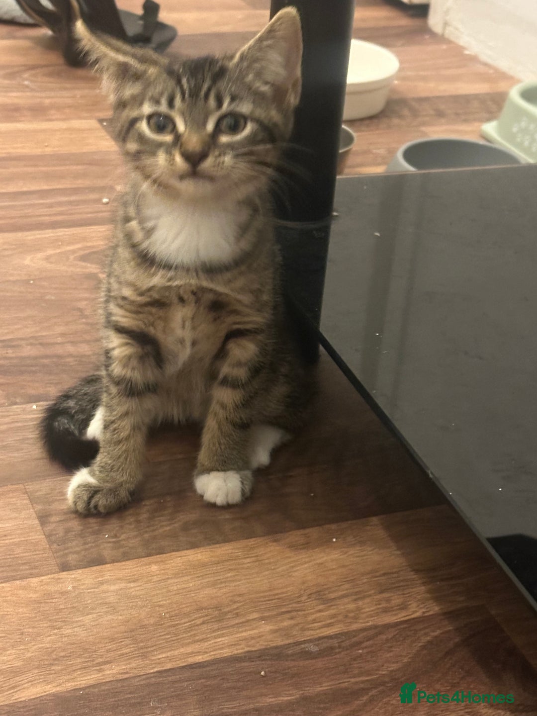 American Shorthair cats for sale: 3 KITTENS FOR SALE! READY TO LEAVE ASAP - Image 9