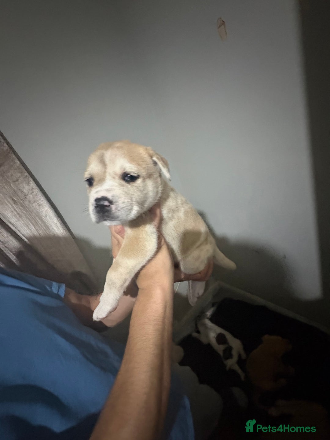 Mixed Breed dogs for sale: american akita  - Advert 6