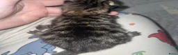 Domestic Shorthair cats for sale: 4 black 1 tabby  - Advert 5