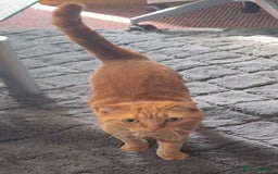 Scottish Fold cats for sale: Rio (. Scottish fold) - Image 9