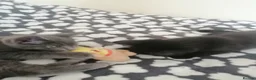 Mixed Breed cats for sale:  Kittens - Advert 11