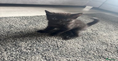 Mixed Breed cats - Advert 16