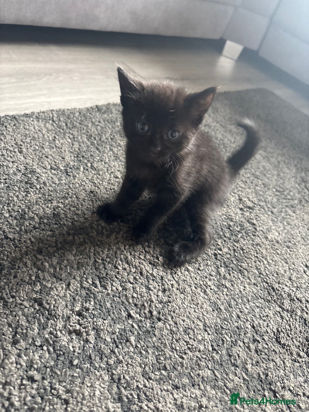 Mixed Breed cats for sale: Beautiful kittens  - Image 3