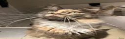 Maine Coon cats for sale: Gorgeous Tica Registered Maine Coon Girl - Advert 4