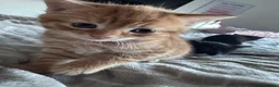Mixed Breed cats for sale: Beautiful kittens looking for their forever home  - Advert 1