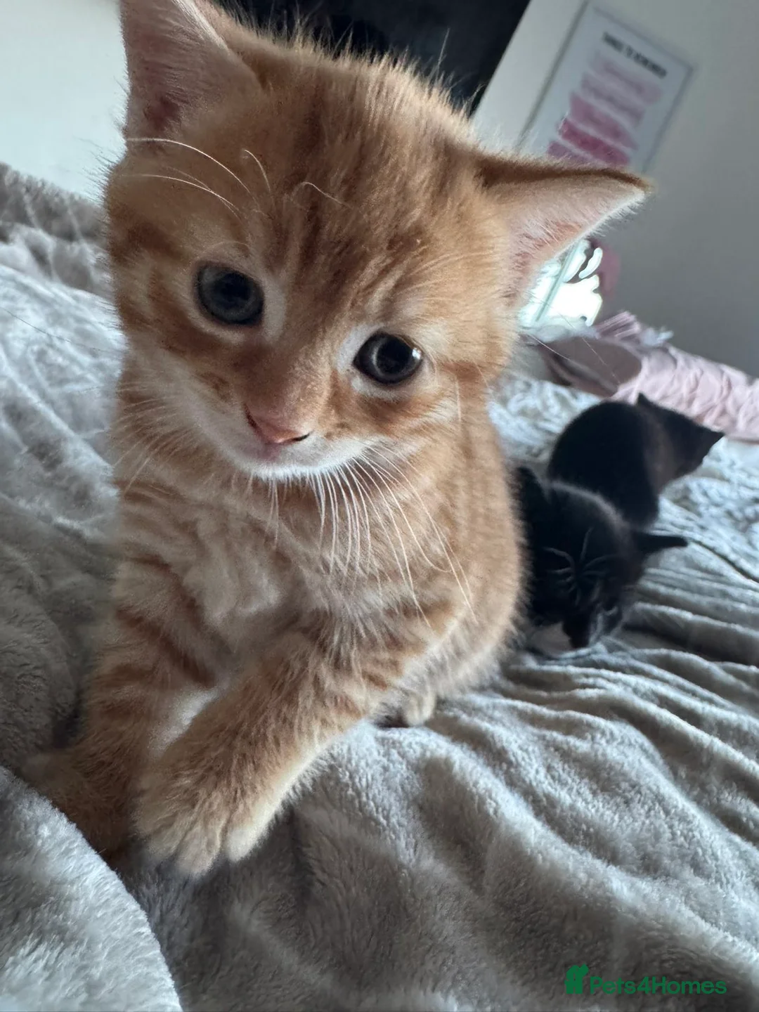 Mixed Breed cats for sale: Beautiful kittens looking for their forever home  - Advert 1