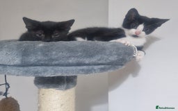 Domestic Shorthair cats for sale: Kittens - Image 9