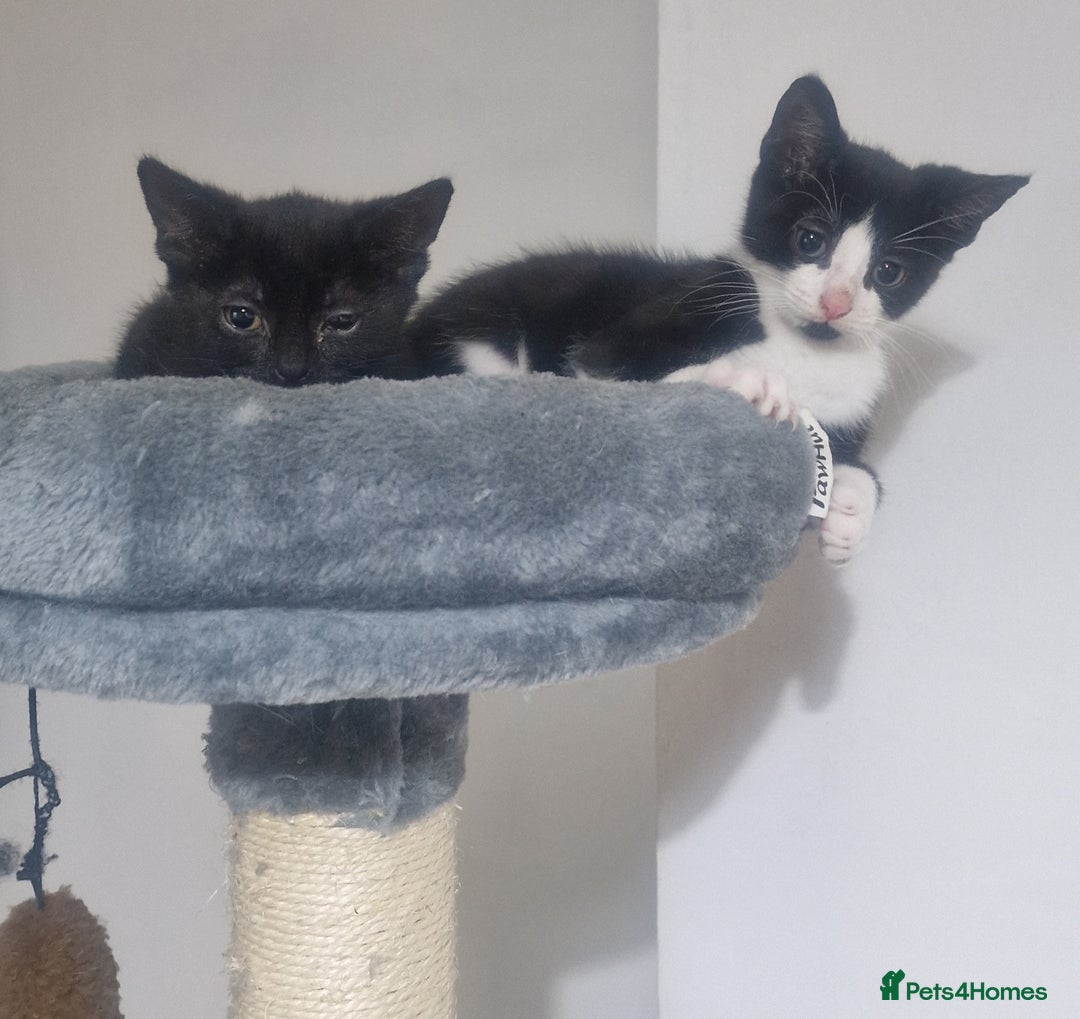 Domestic Shorthair cats for sale: Kittens - Image 9