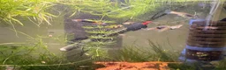 Live Bearers fish for sale: Endler Fry - Advert 5