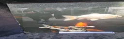 Koi Carp fish for sale: Koi /Orf /Tench- 11 in total in Wellingborough - Advert 6