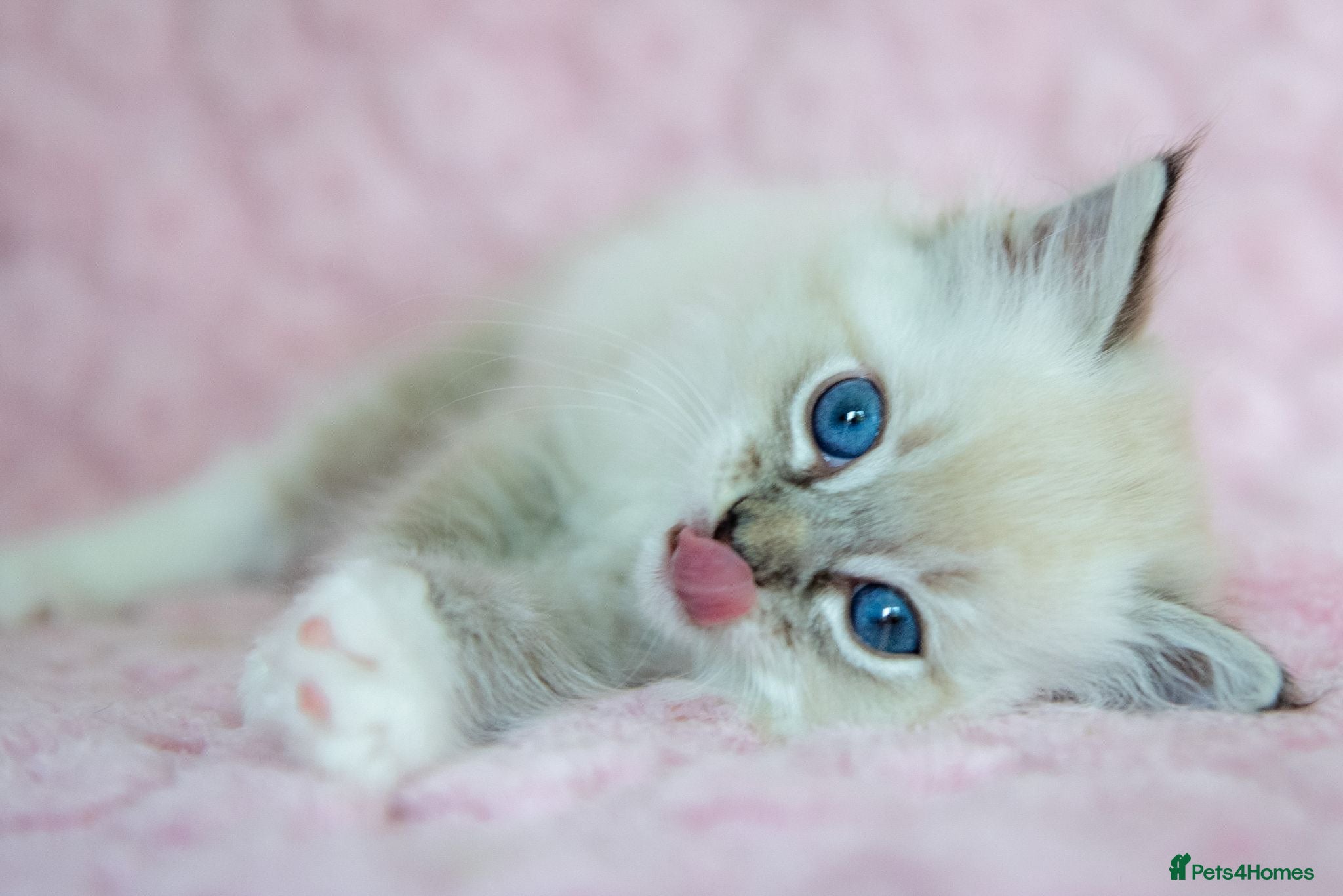 Ragdoll cats Stunning Ragdolls Reserve Now. - Advert 1