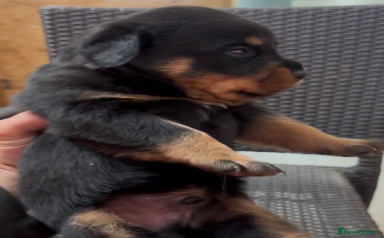 Rottweiler dogs Serbian Import - OTTO. Litter of 11 are here 😍 in Doncaster - Advert 6