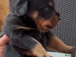 Rottweiler dogs Serbian Import - OTTO. Litter of 11 are here 😍 in Doncaster - Advert 14