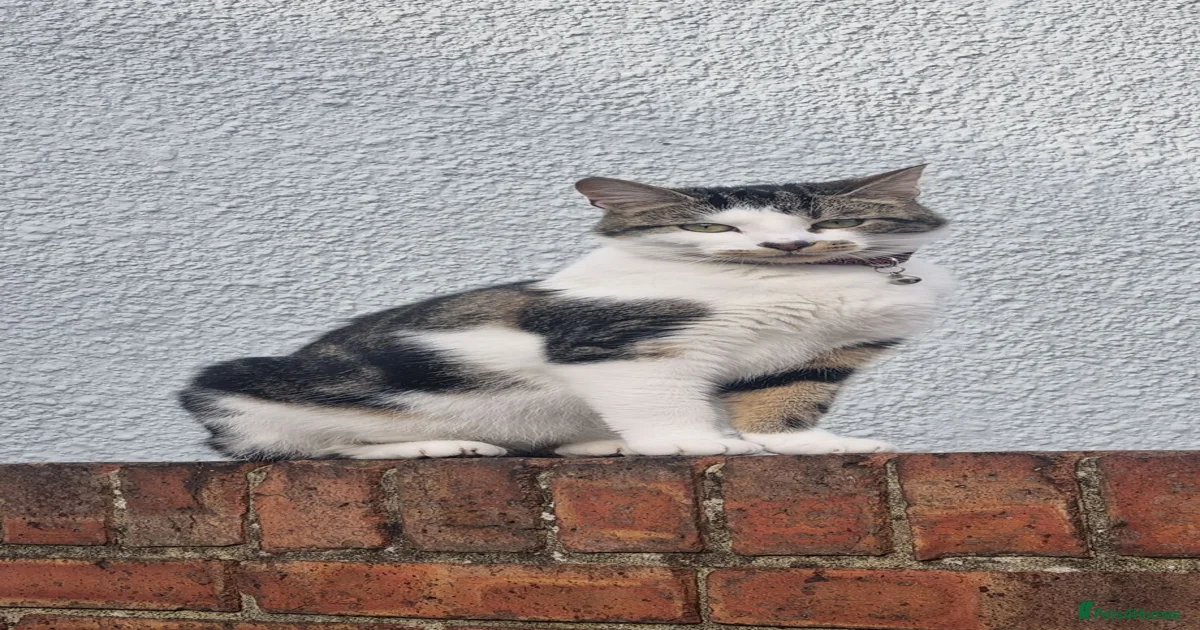 Mixed Breed Kittens for sale in London, Greater London | Pets4Homes