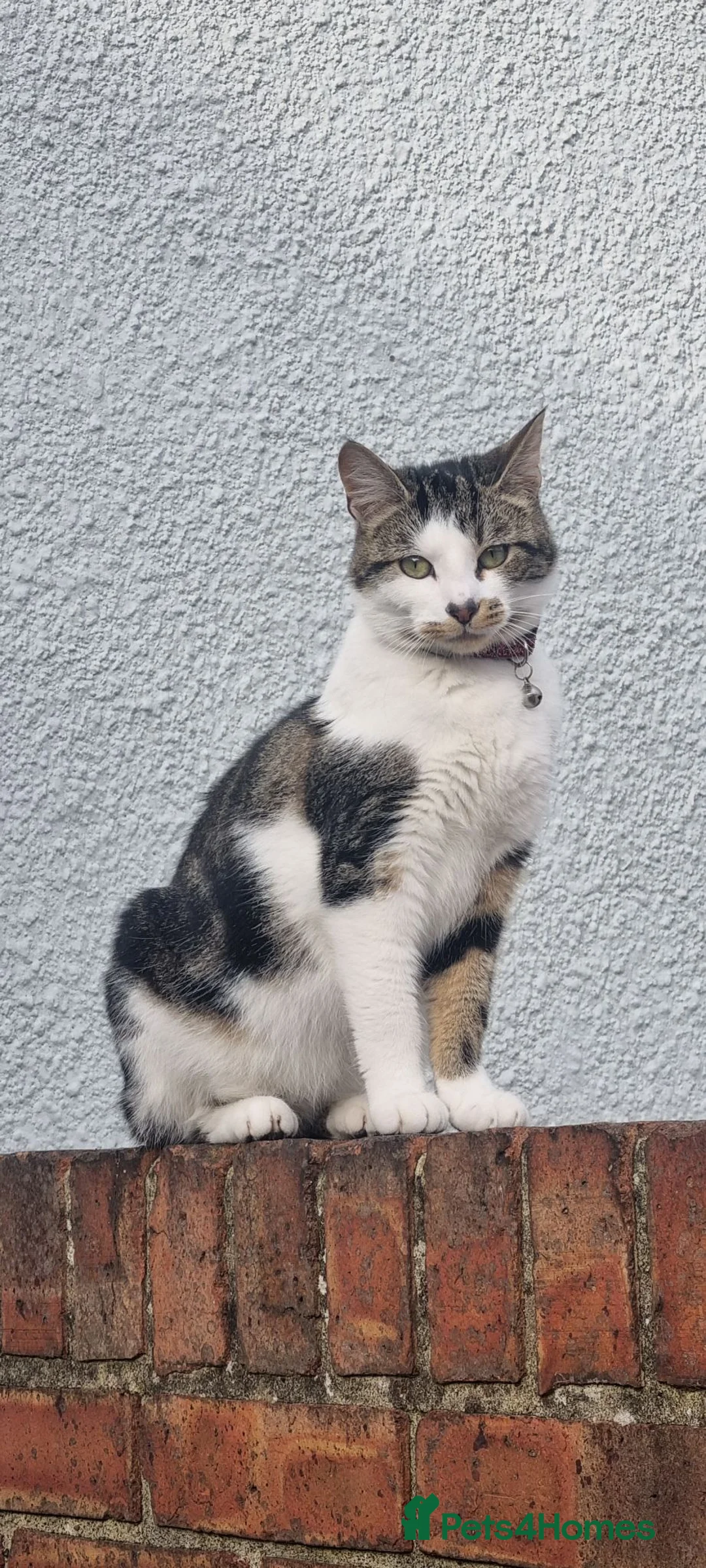 Mixed Breed cats for sale: 5 kittens  - Advert 1