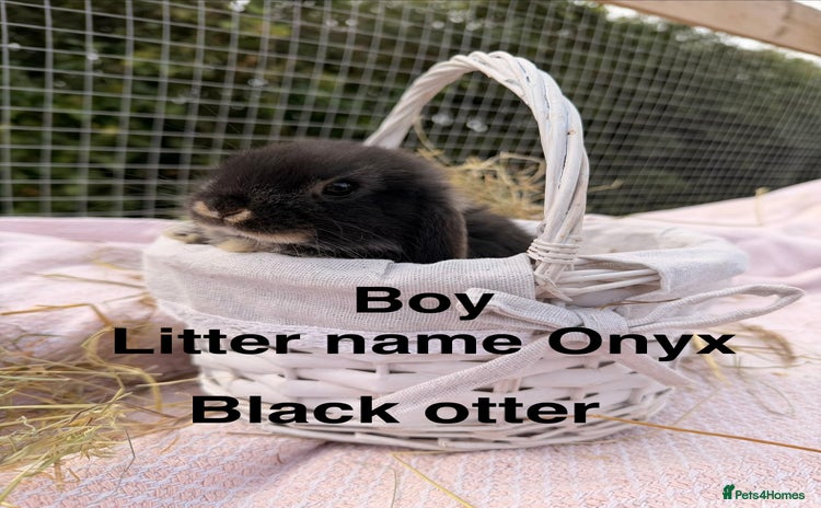 Mini Lop rabbits - Advert 1
